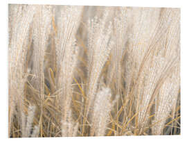 Foam board print Gold shimmering silver grass