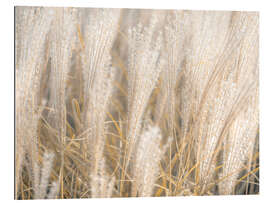 Gallery print Gold shimmering silver grass