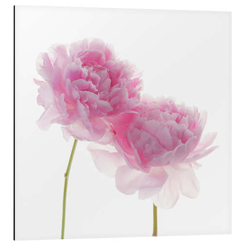 Aluminium print Pink Peonies