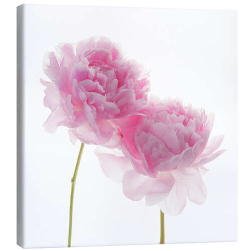 Canvastavla Pink Peonies