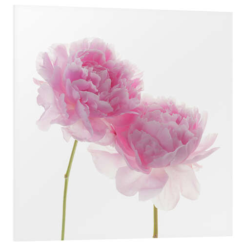 Foam board print Pink Peonies