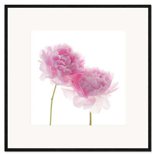 Impression artistique encadrée Pink Peonies