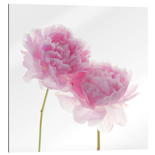 Gallery print Pink Peonies