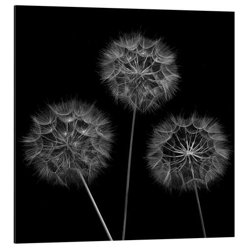 Stampa su alluminio Three Dandelions