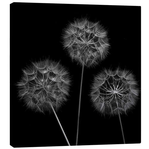 Canvas print Three Dandelions