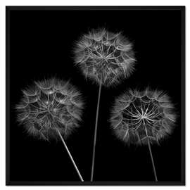 Gerahmter Kunstdruck Drei Mal Löwenzahn