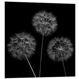 Foam board print Three Dandelions