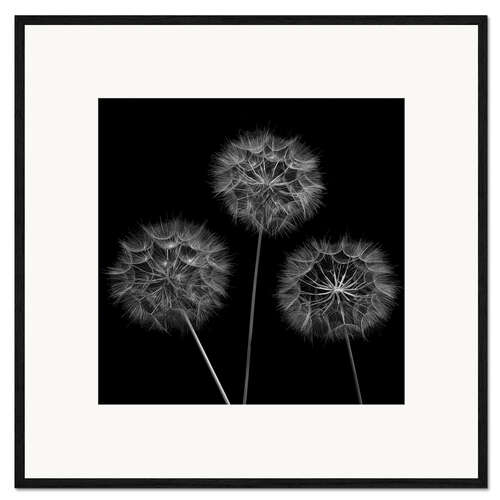 Inramat konsttryck Three Dandelions
