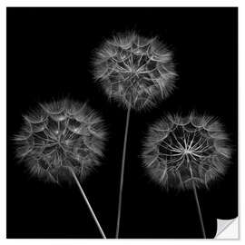 Muursticker Three Dandelions