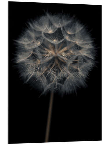 Stampa su alluminio Lonely dandelion