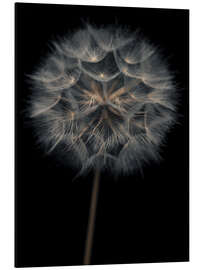 Aluminiumsbilde Lonely dandelion