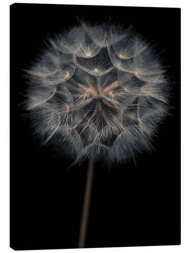 Canvas print Lonely dandelion