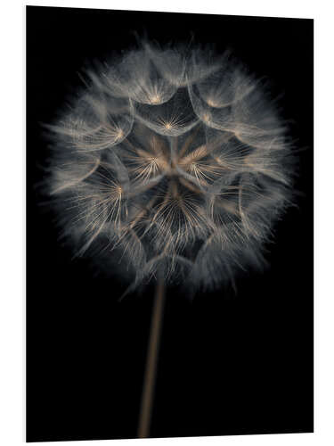 PVC print Lonely dandelion