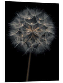 Foam board print Lonely dandelion