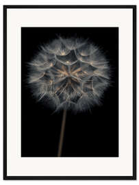 Gerahmter Kunstdruck Einsamer Löwenzahn