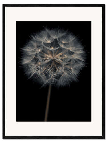 Kehystetty taidepainatus Lonely dandelion