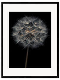 Framed art print Lonely dandelion