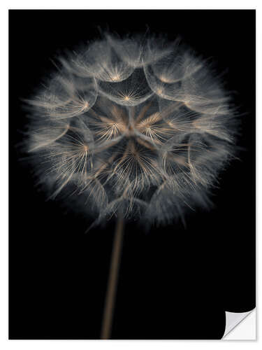 Selvklebende plakat Lonely dandelion