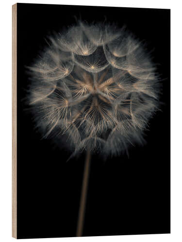 Wood print Lonely dandelion