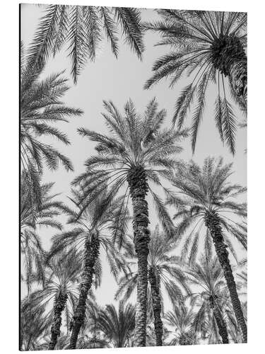 Aluminiumtavla Palm trees