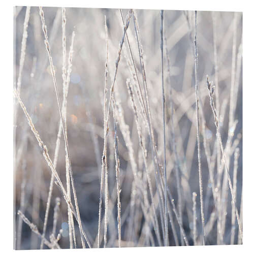 Tableau en verre acrylique Grasses in the frost