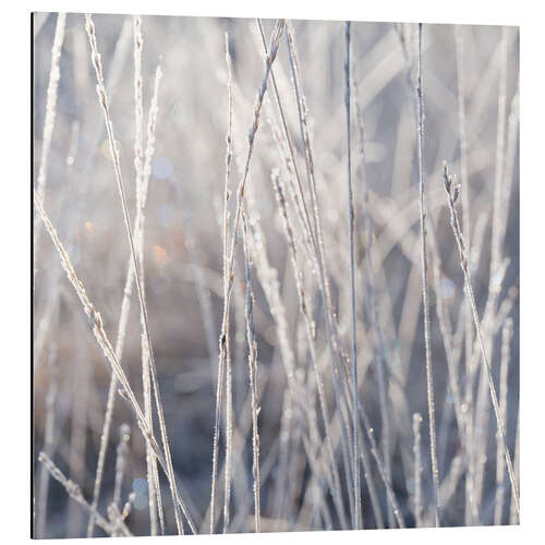 Alubild Gräser im Frost