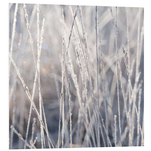 Foam board print Grasses in the frost