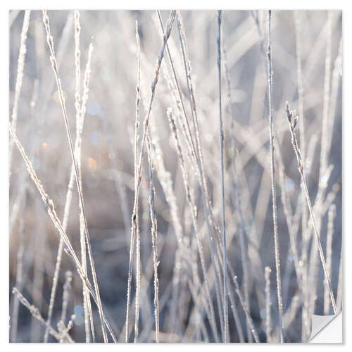 Wall sticker Grasses in the frost