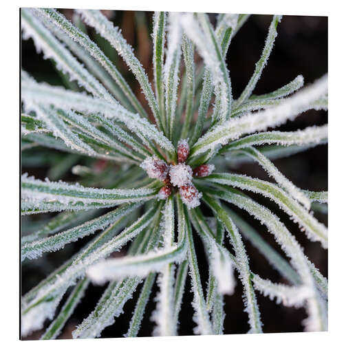 Aluminiumsbilde Frozen flower, detail