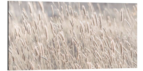 Aluminium print Wild grasses