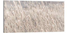 Aluminiumsbilde Wild grasses