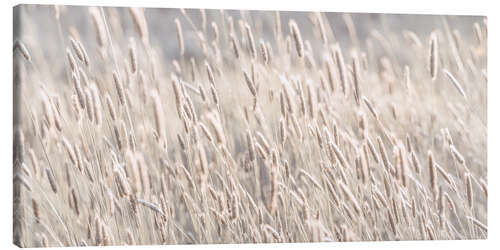 Canvas print Wild grasses