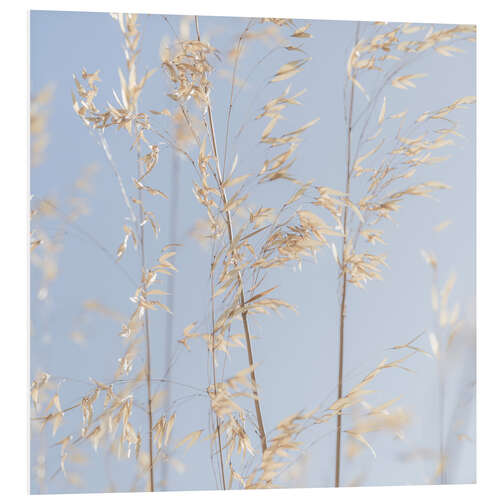 Foam board print Panicle oat I