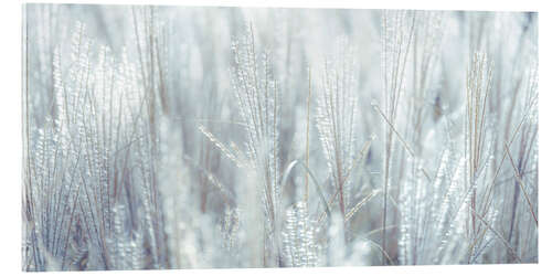 Acrylic print Silver grass