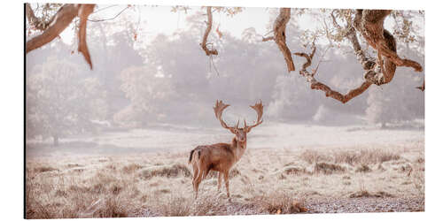 Print på aluminium Deer in the winter forest