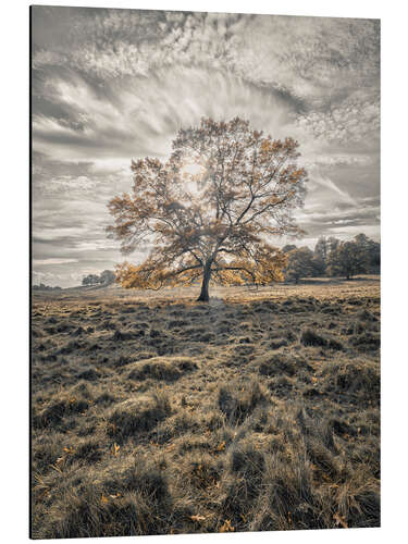 Alubild Herbstlicher Baum