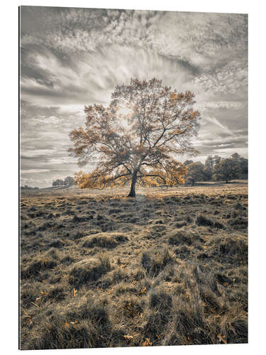 Galleriprint Autumn tree