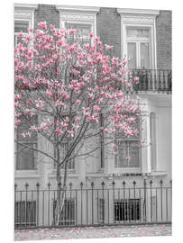 Foam board print Magnolia tree, London