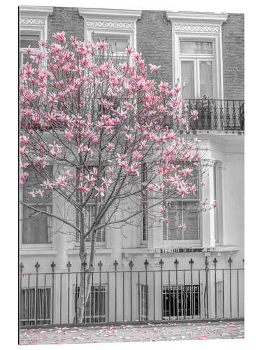 Tableau en plexi-alu Magnolia arbre, Londres