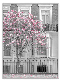 Juliste Magnolia tree, London