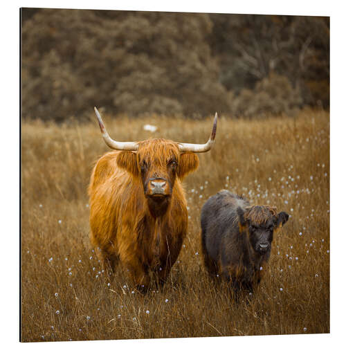 Aluminium print Highland cows