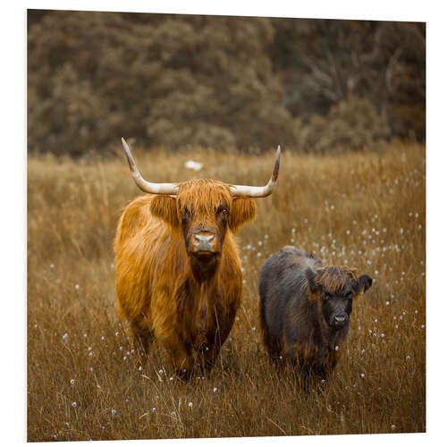 PVC-taulu Highland cows