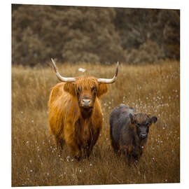 Foam board print Highland cows