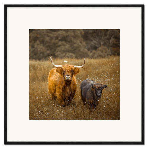 Kehystetty taidepainatus Highland cows