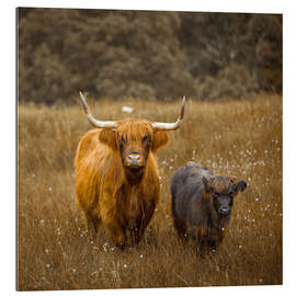 Tableau en plexi-alu Vaches Highland