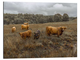 Aluminium print Highland cows