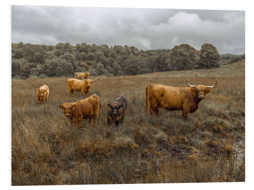 Foam board print Highland cows