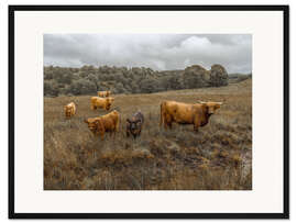 Gerahmter Kunstdruck Hochlandrinder im Herbst