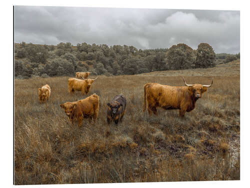 Galleriprint Highland cows