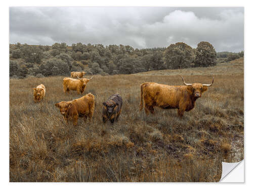 Selvklebende plakat Highland cows